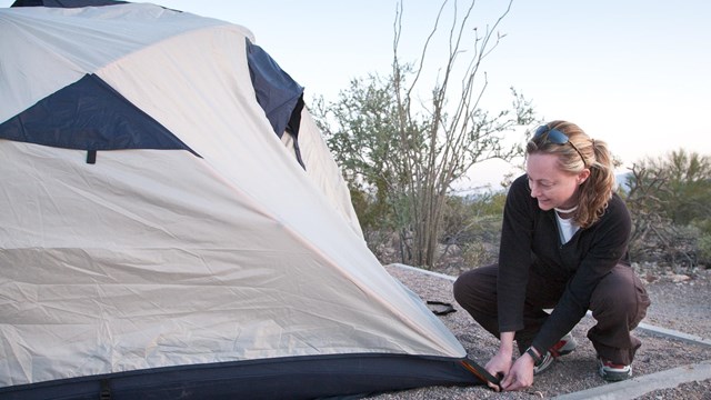 A camper secures a corner of a tent into the ground. Desert vegetation grows in the background