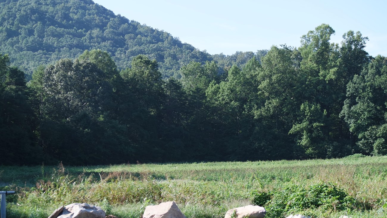 A grassy field in front of green wooded mountains