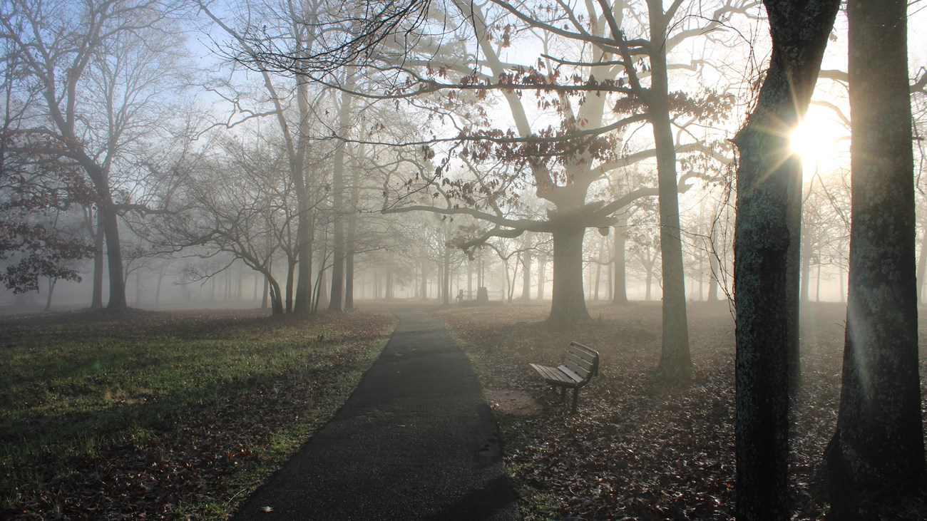 Sun rays through mist clouds on a field with scattered trees