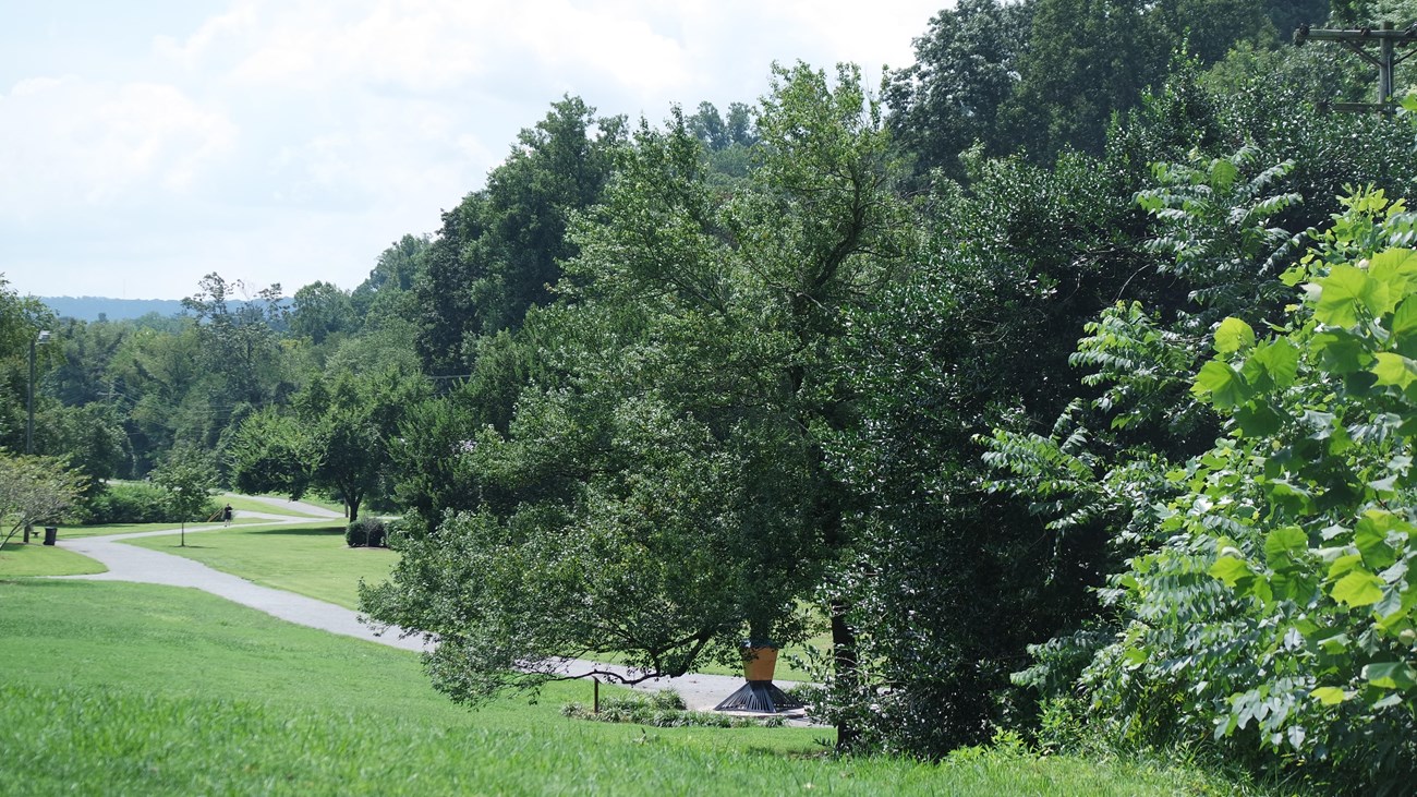 A paved footpath winds through a grassy field edged by tall trees