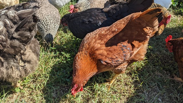 an assortment of chickens on the grass