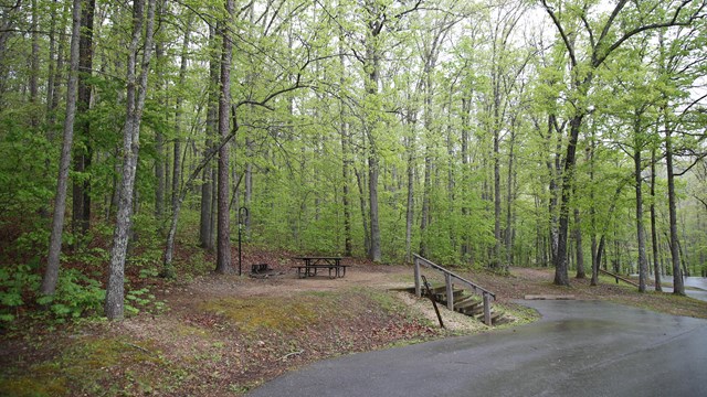 A mossy campsite is shaded by large trees.