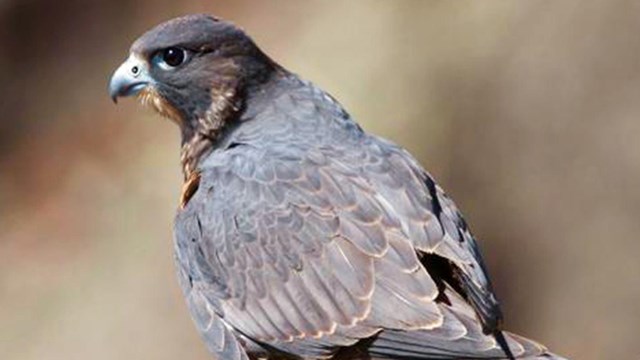 Peregrine Falcon on rock.