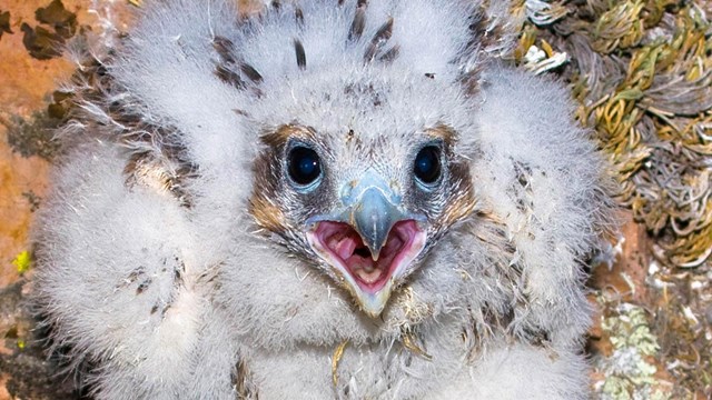 Prairie falcon nestling.