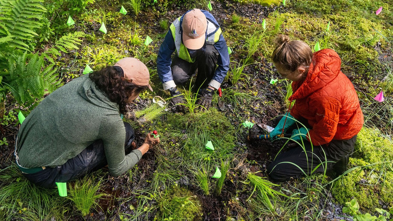 Three people kneeling on wet ground surrounded by small colored flags and plant plugs.