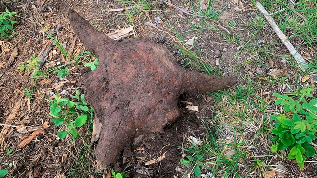 Bison skull sits on ground next to green vegetation