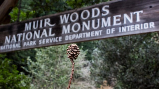 Two fingers holding a redwood cone against backdrop of trees a sign forMuir Woods National Monument 