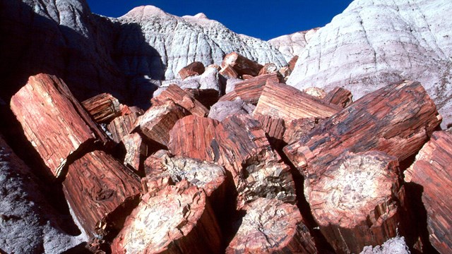 Petrified wood is the fossilized remnant of ancient trees.