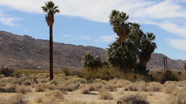 Joshua Tree Desert