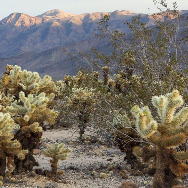 Cholla Garden