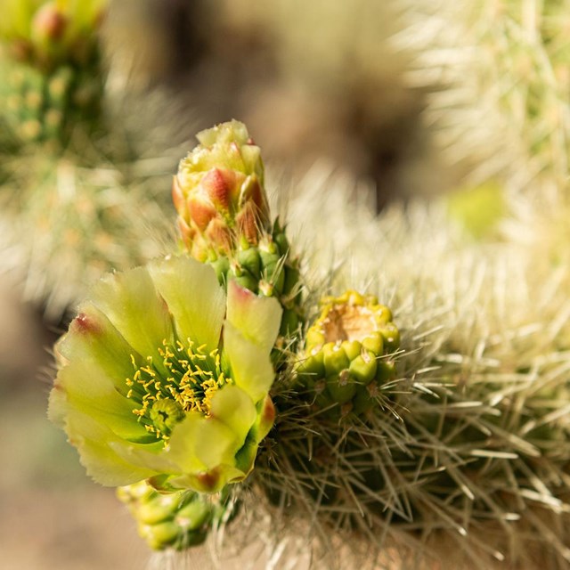 Cholla Buds