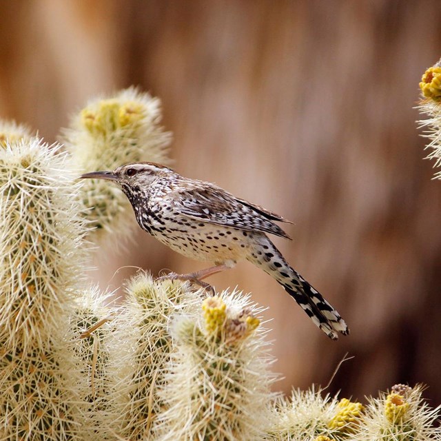 Cactus Wren