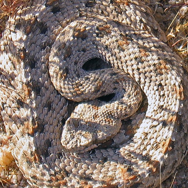 Sidewinder (Crotalus cerastes)