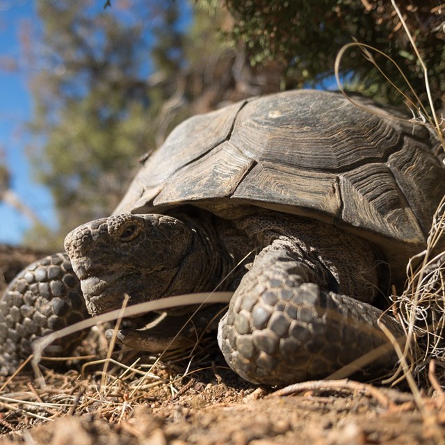 Desert Tortoise (Gopherus agassizii)