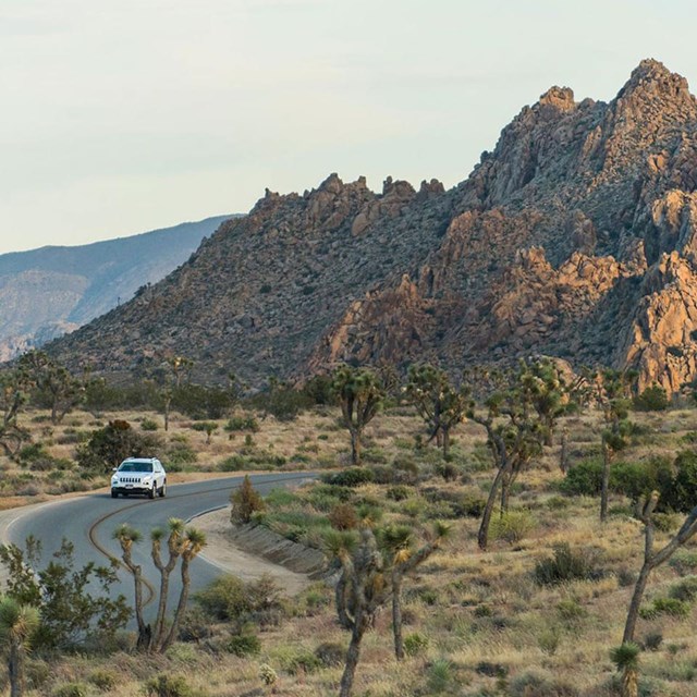 Joshua Tree landscape