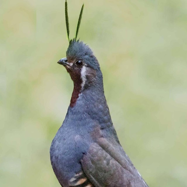 Mountain Quail