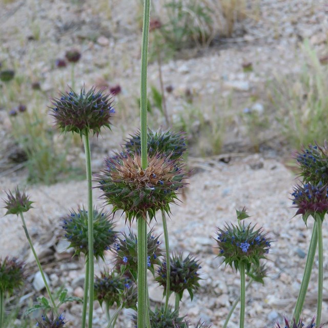 Chia Flower