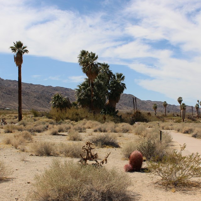 Oasis of Mara today