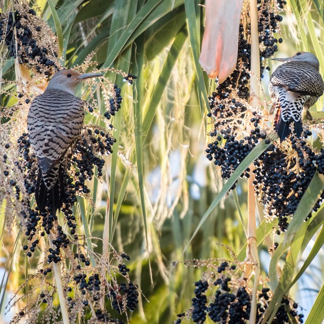 Northern Flickers eating palm fruit