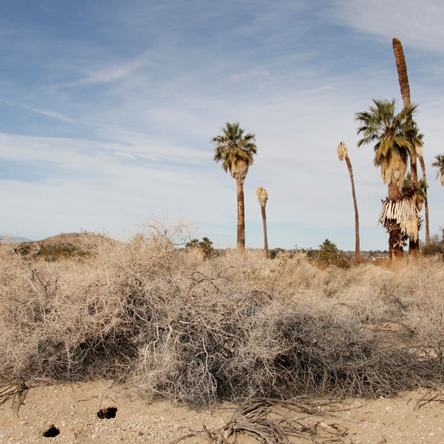 Oasis of Mara in crisis