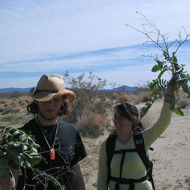 Outward Bound mustard pull