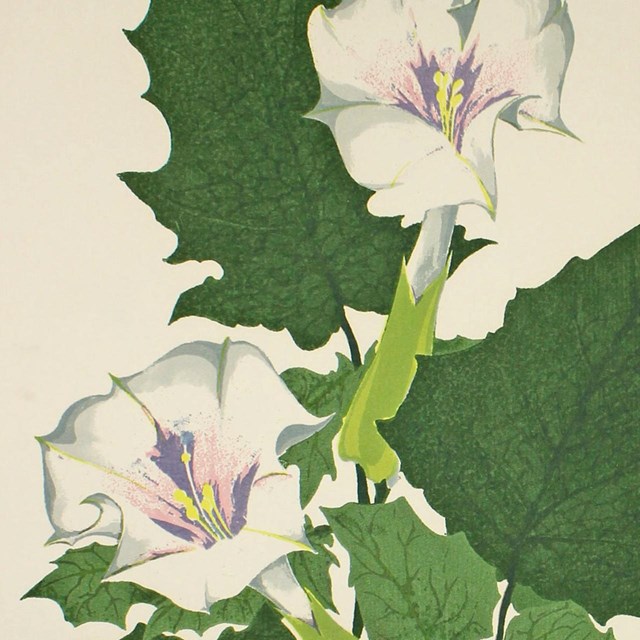 Datura, Jimson-weed print