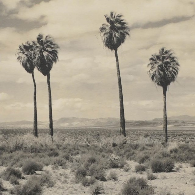 Twenty-nine Palms at Dusk