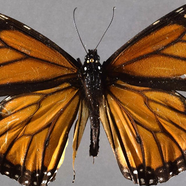 Monarch Butterfly