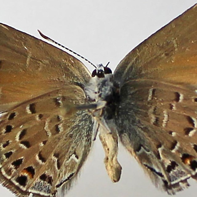 Behr's Hairstreak (Satyrium behrii)