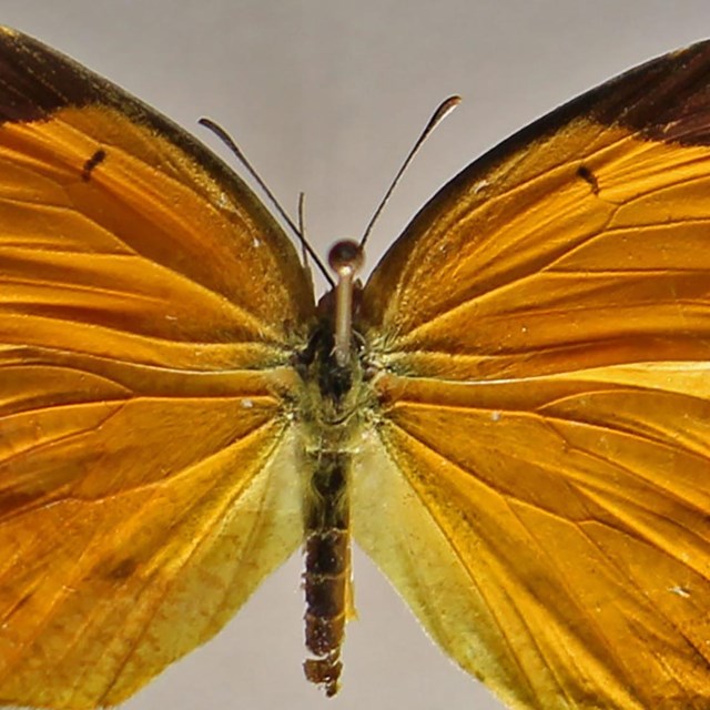 Sleepy Orange butterfly