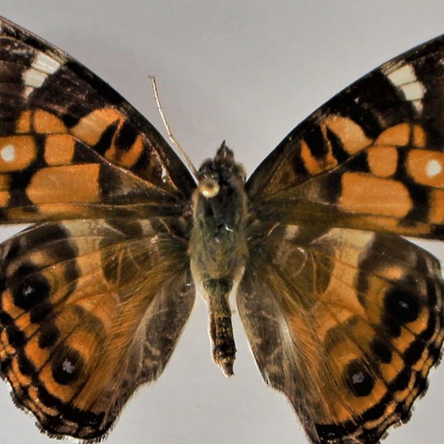 American Lady butterfly