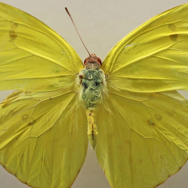 Cloudless Sulphur butterfly