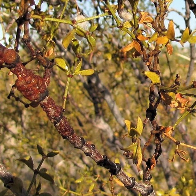 Creosote lac on stem