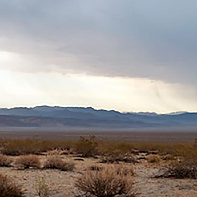 Rain in the Pinto Basin