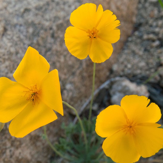 Joshua Tree Poppy