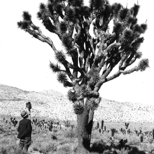 NPS Inspector Primm at Joshua Tree