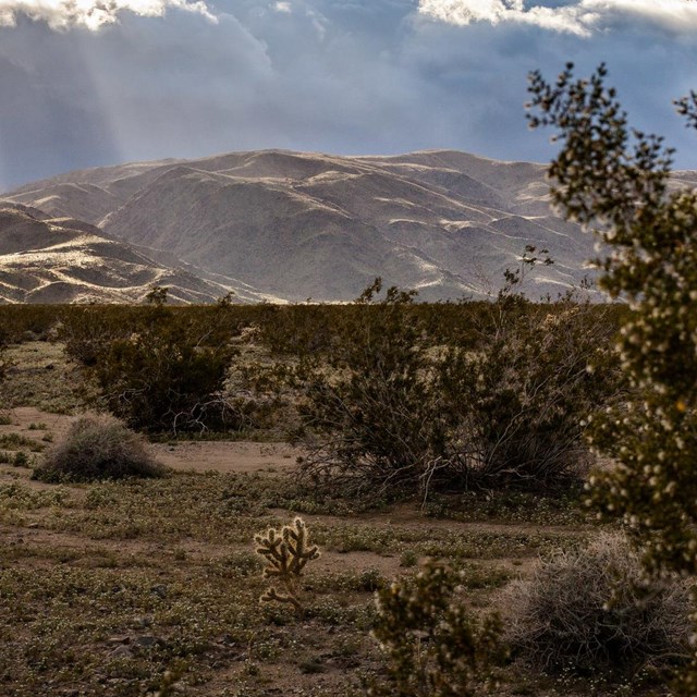 Pinto Basin