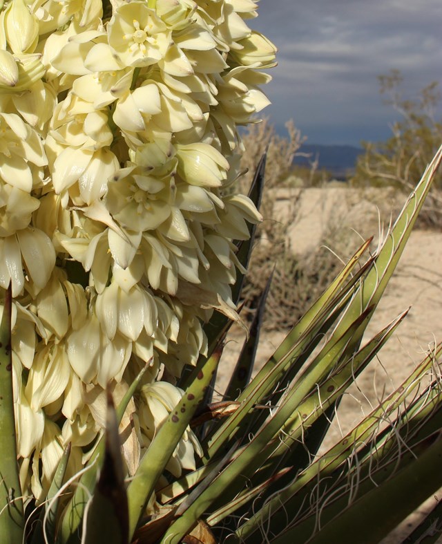 Mojave Yucca Bloom