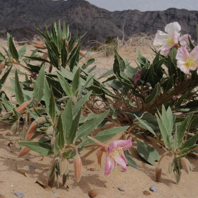 Dune evening primrose