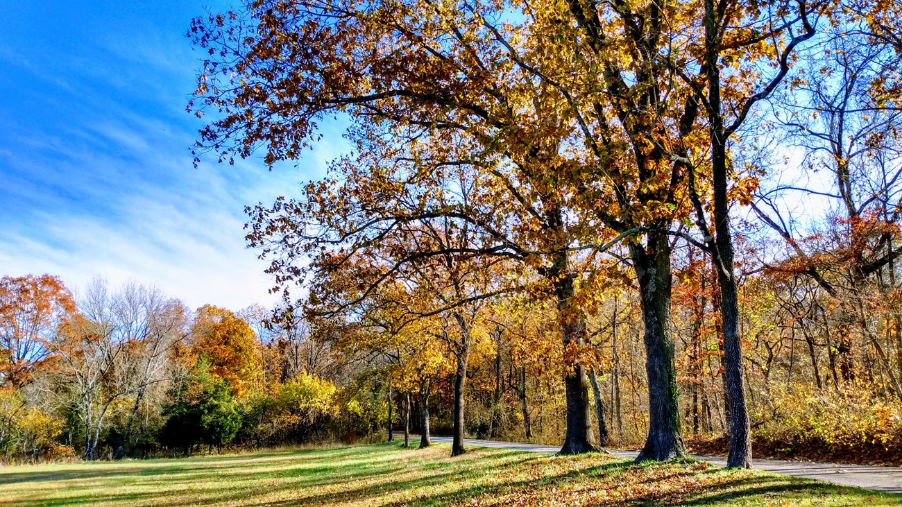 Photo of fall foliage on trees in background with trees in foreground of orange yellow foliage..