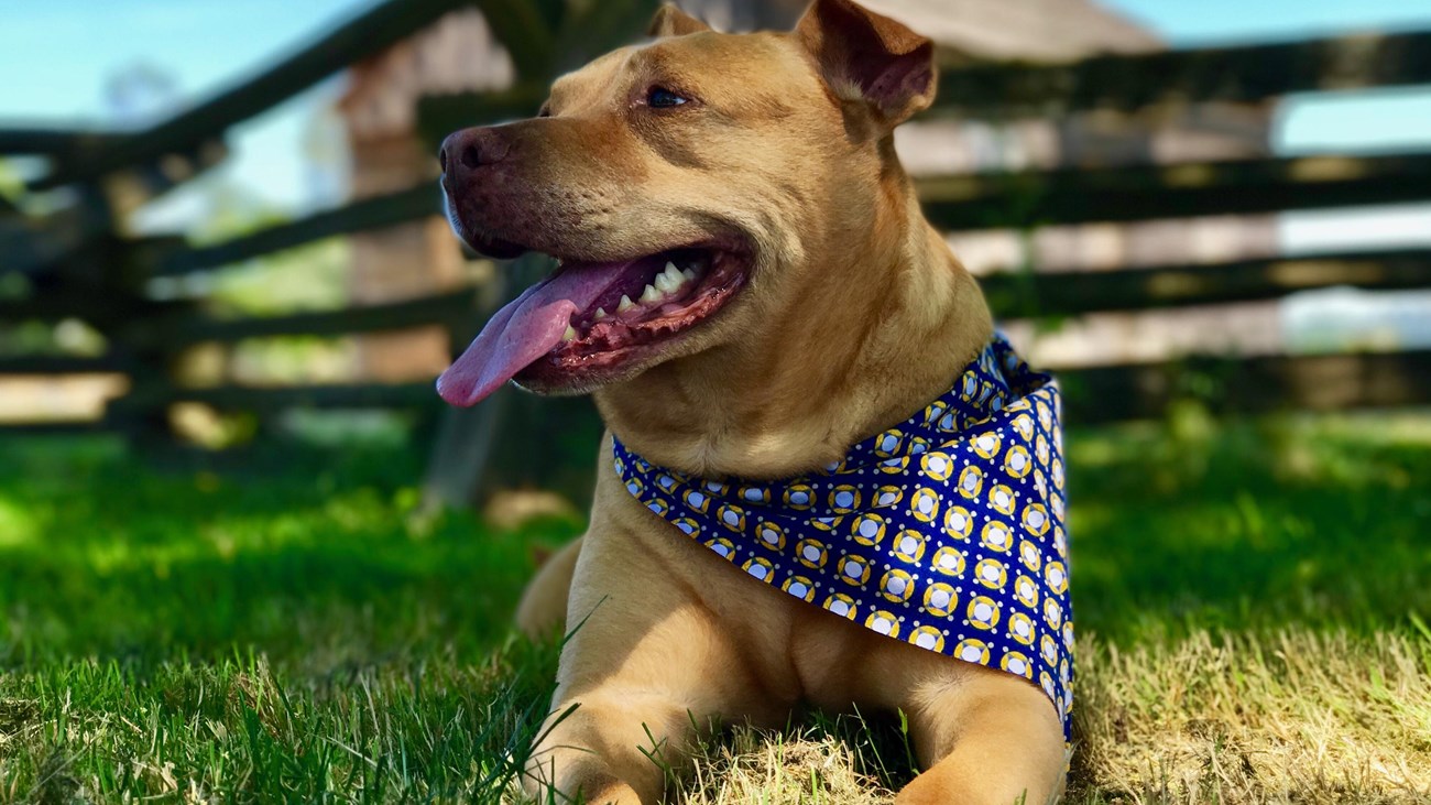 Tan dog in blue checkered bandana rests under shade tree.