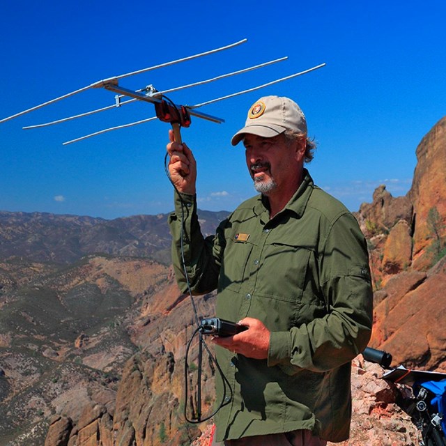 Volunteer tracking condors.