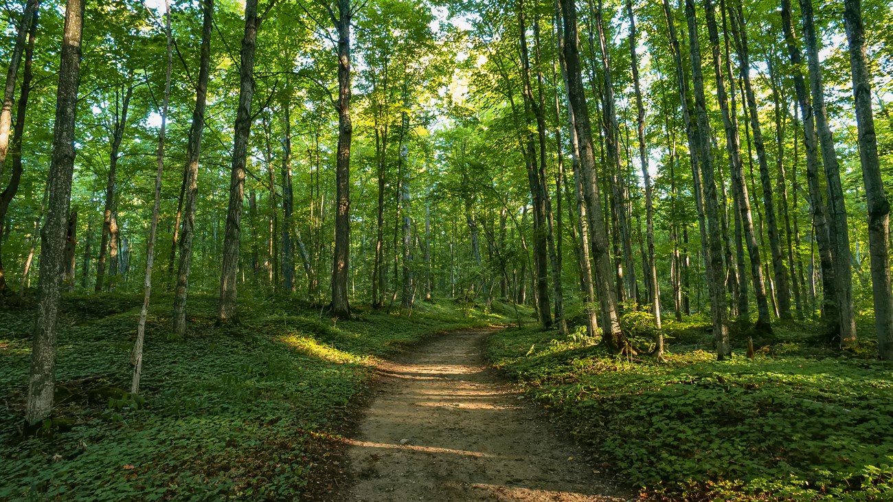 A wide dirt path winds through tall, green trees. 