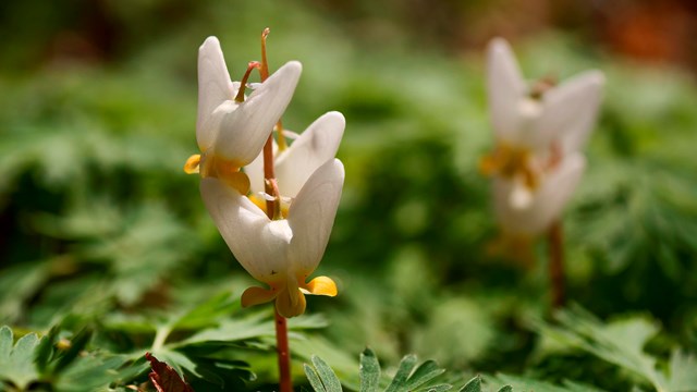 Small yellow and white flowers, Dutchman's breeches, are perched over their green foliage.