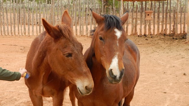 A ranger stands next to two horses and brushes their thick coats