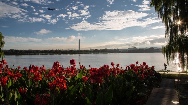 A view of the Washington Monument and Potomac River with red flowers.