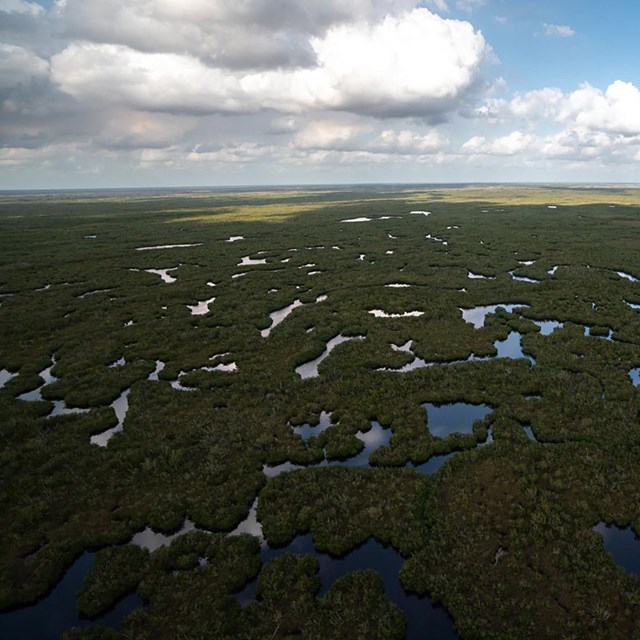 Vast expanse o water, trees, and sawgrass prairie, Marjory Stoneman Douglas Wilderness Area