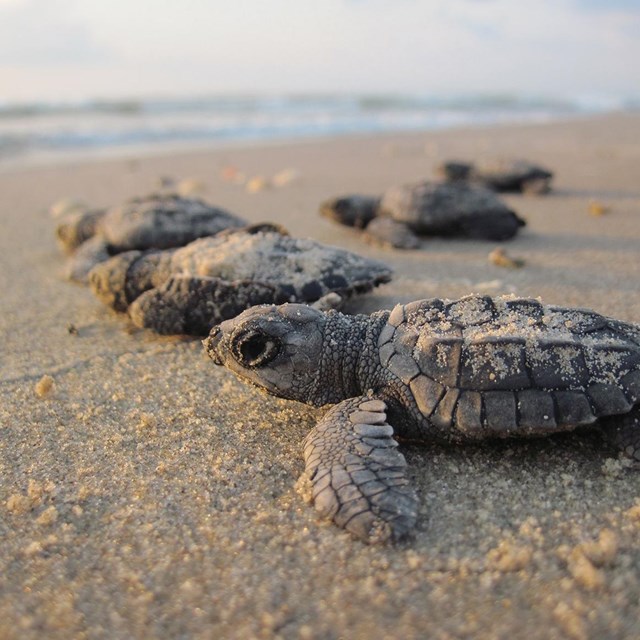 Kemp's Ridley hatchlings crawl to the water at Padre Island National Seashore