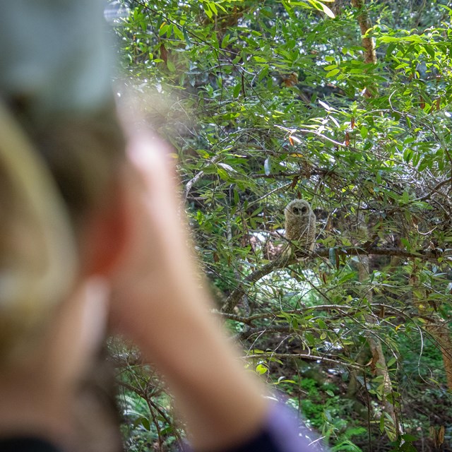 Blurry person in the foreground looking at a fluffy white owl fledgling on a branch.