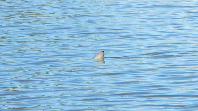 Blacktip reef shark fin appearing above rippled water
